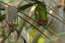 Image of Rondonia Warbling Antbird