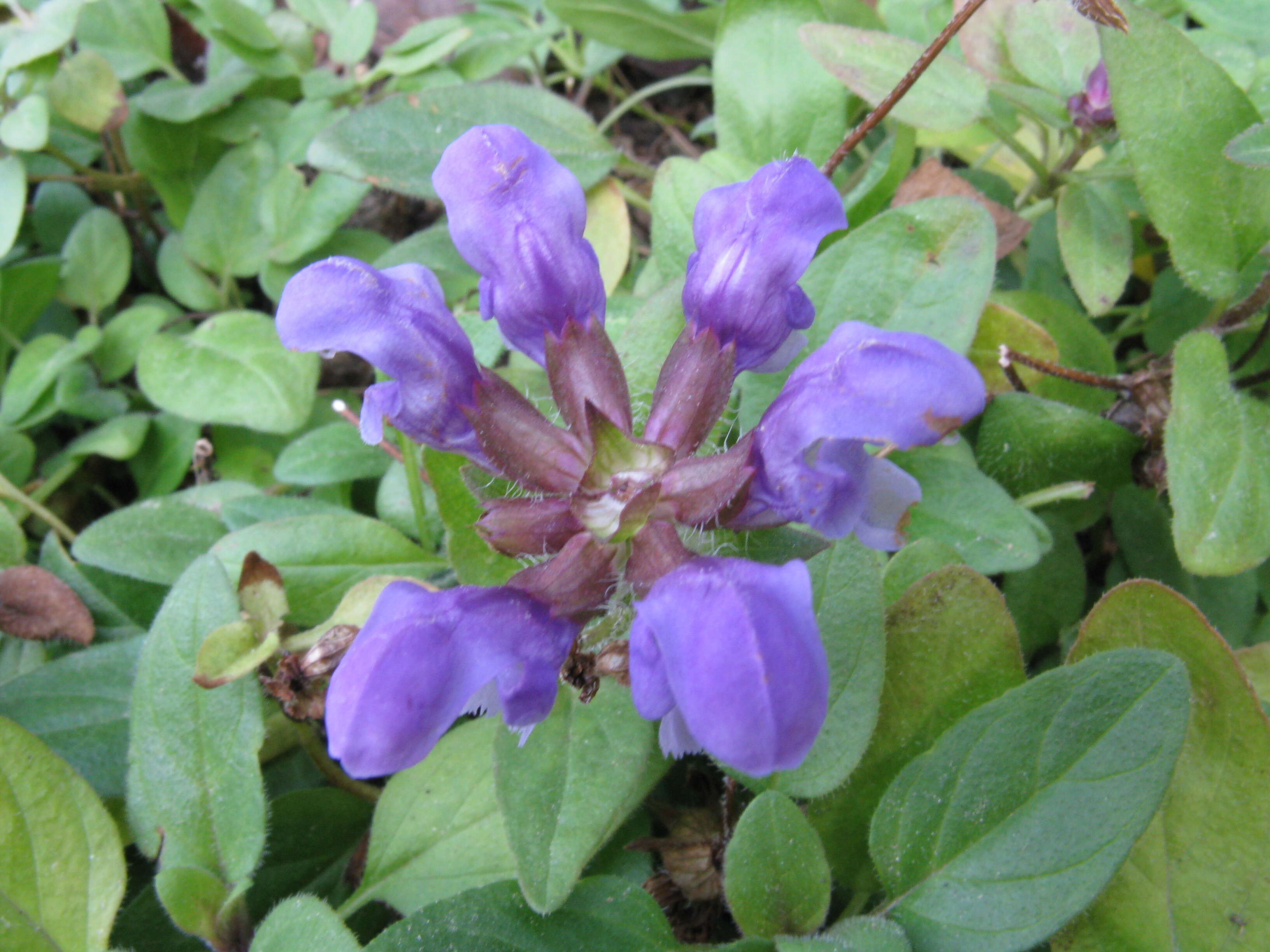 Image of large-flowered selfheal