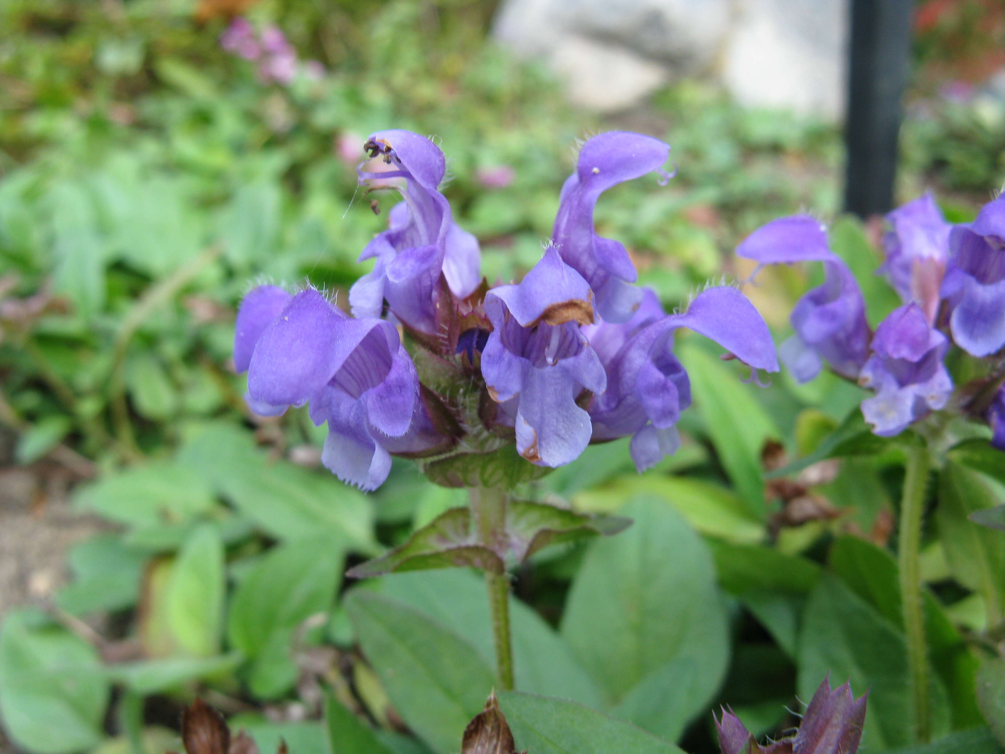 Image of large-flowered selfheal