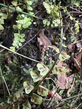 Image de Asplenium peruvianum var. insulare (C. V. Morton) D. D. Palmer