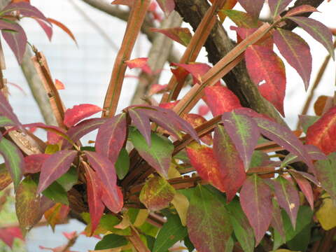 Слика од Euonymus alatus (Thunb.) Siebold