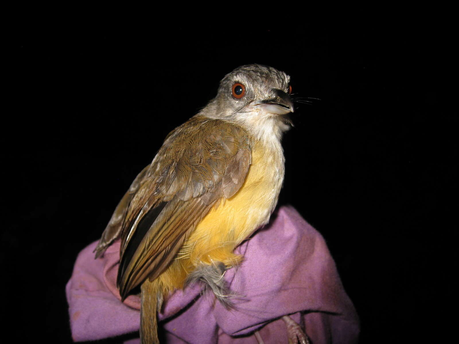 Image of Horsfield's Babbler