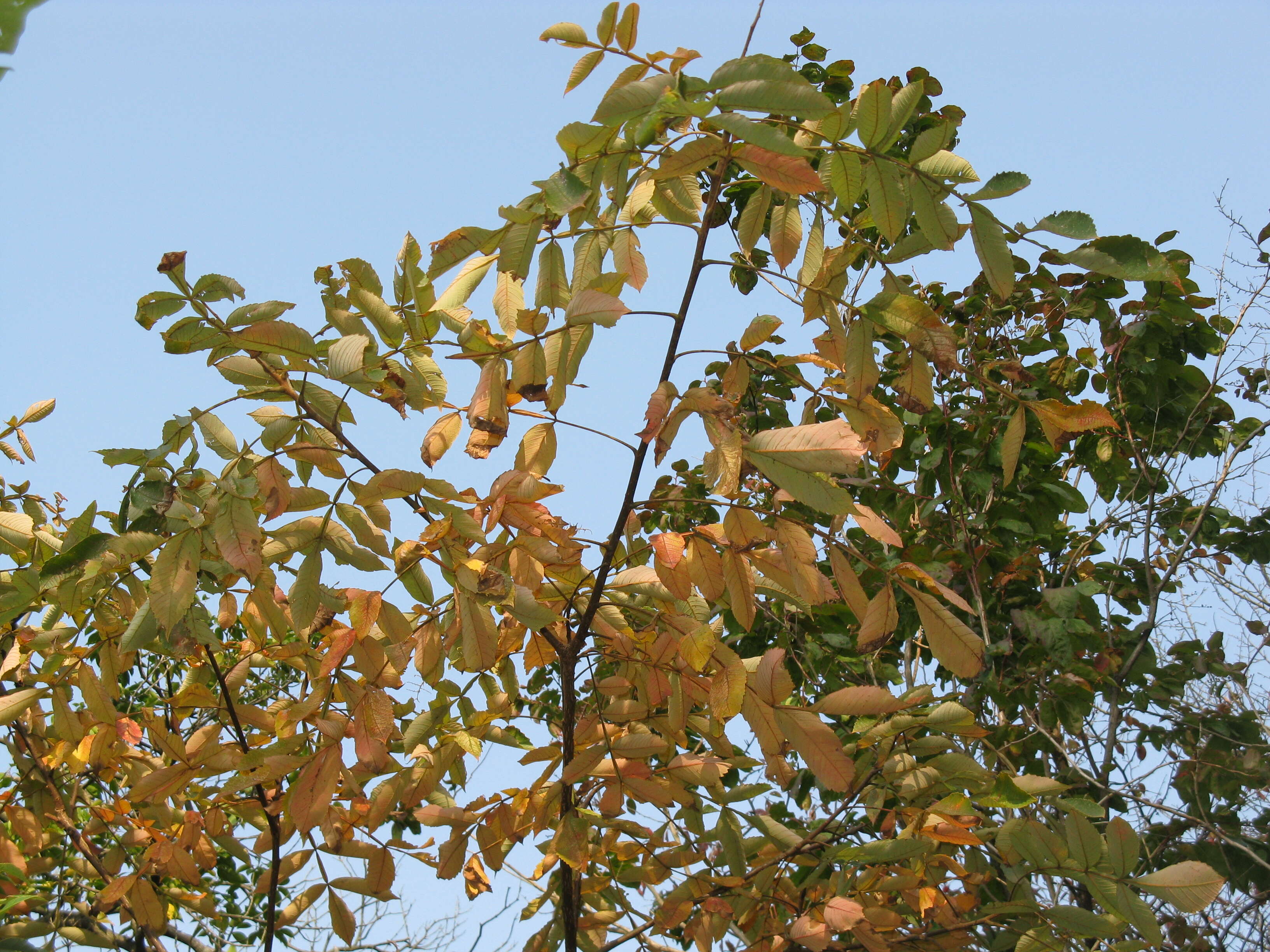 Image of wax tree