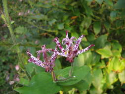 Image of toad lily