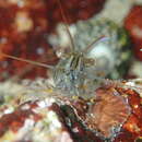 Image of Indian bait prawn