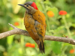 Image of Golden-olive Woodpecker