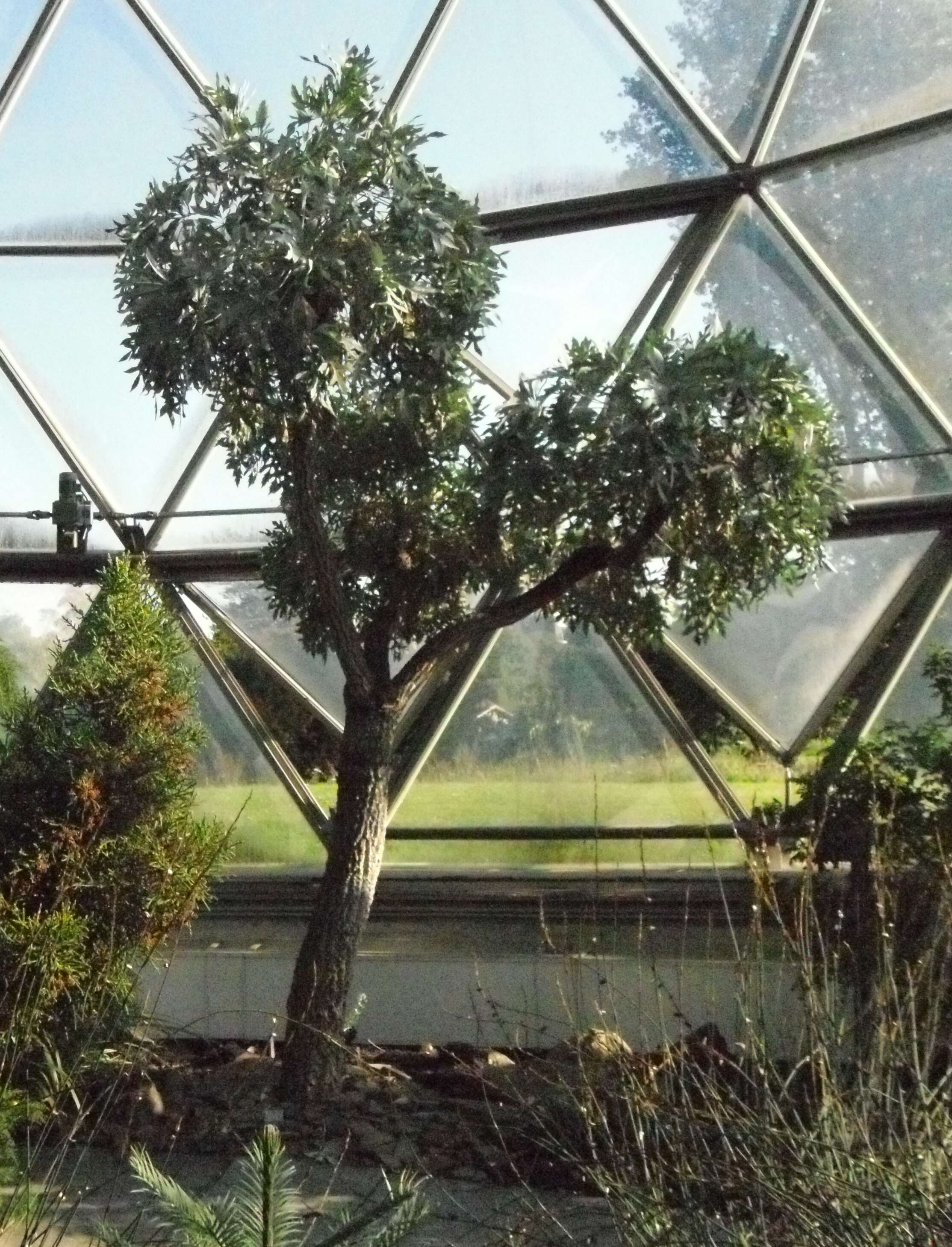 Image of Highveld Cabbage Tree