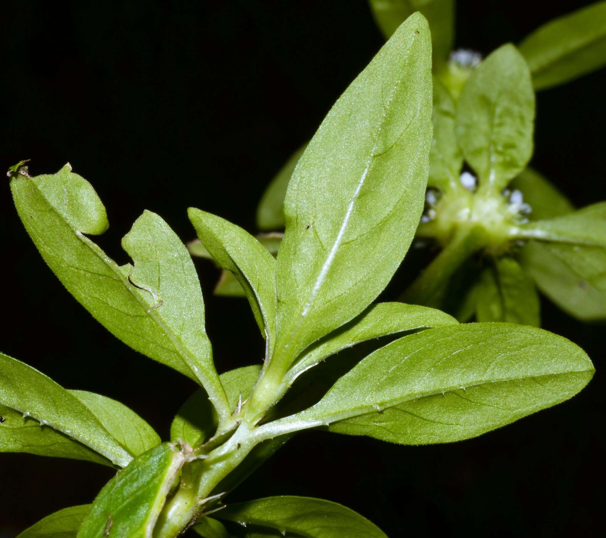 Image of Smooth False Buttonweed