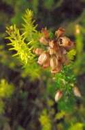 Image of Bell Heather