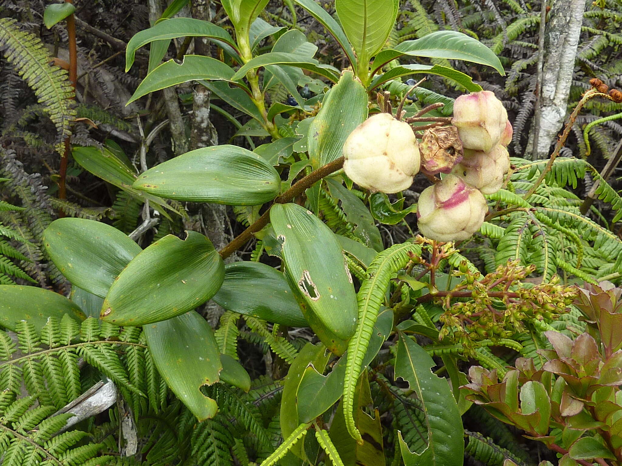 Imagem de Bomarea setacea (Ruiz & Pav.) Herb.