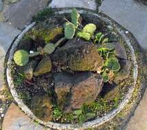 Image of Eastern Prickly Pear