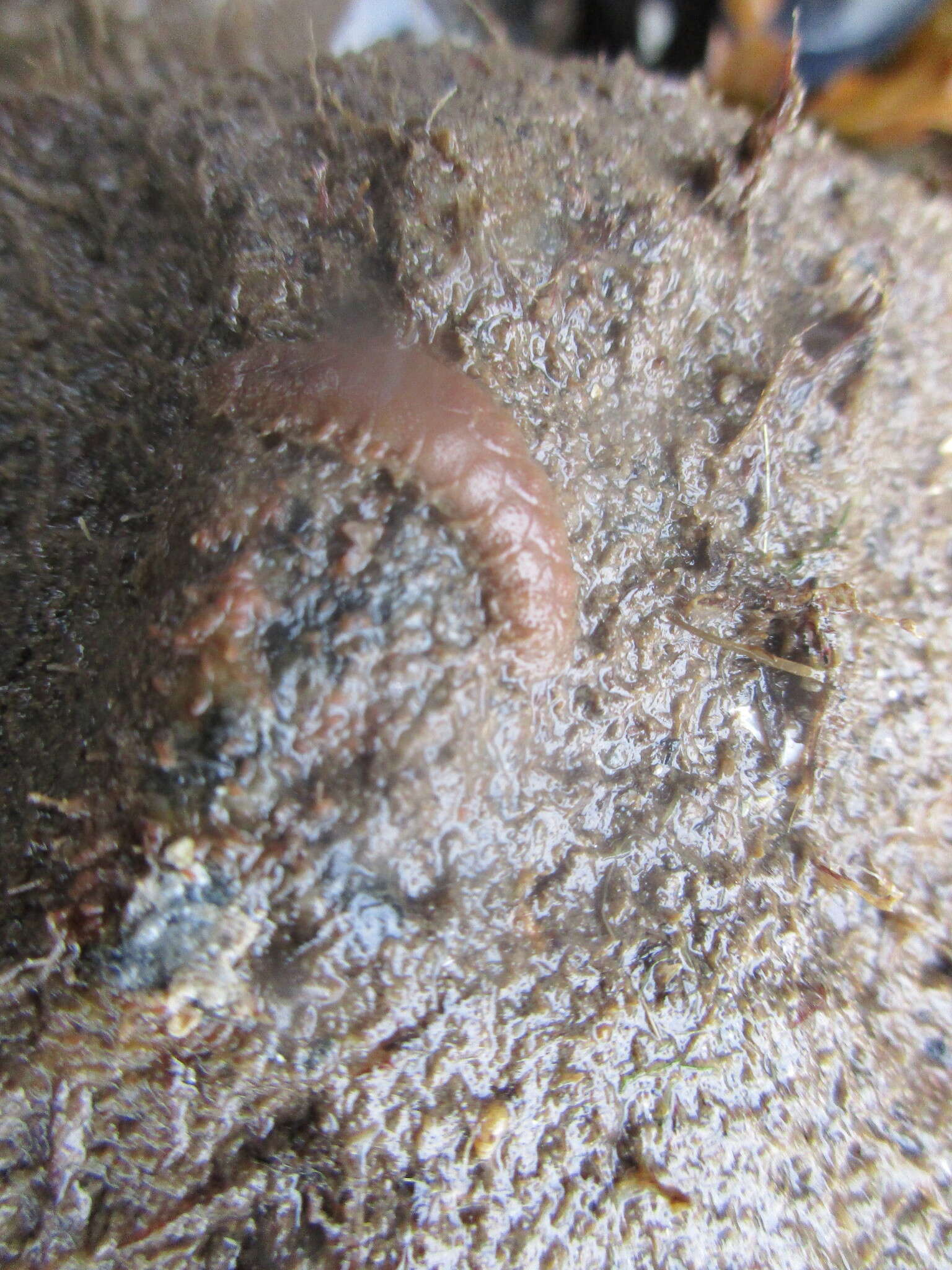 Image of Twelve-Scaled worm