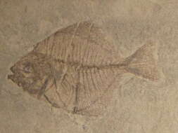 Image of Pasaichthys pleuronectiformis