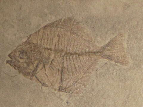 Image of Pasaichthys