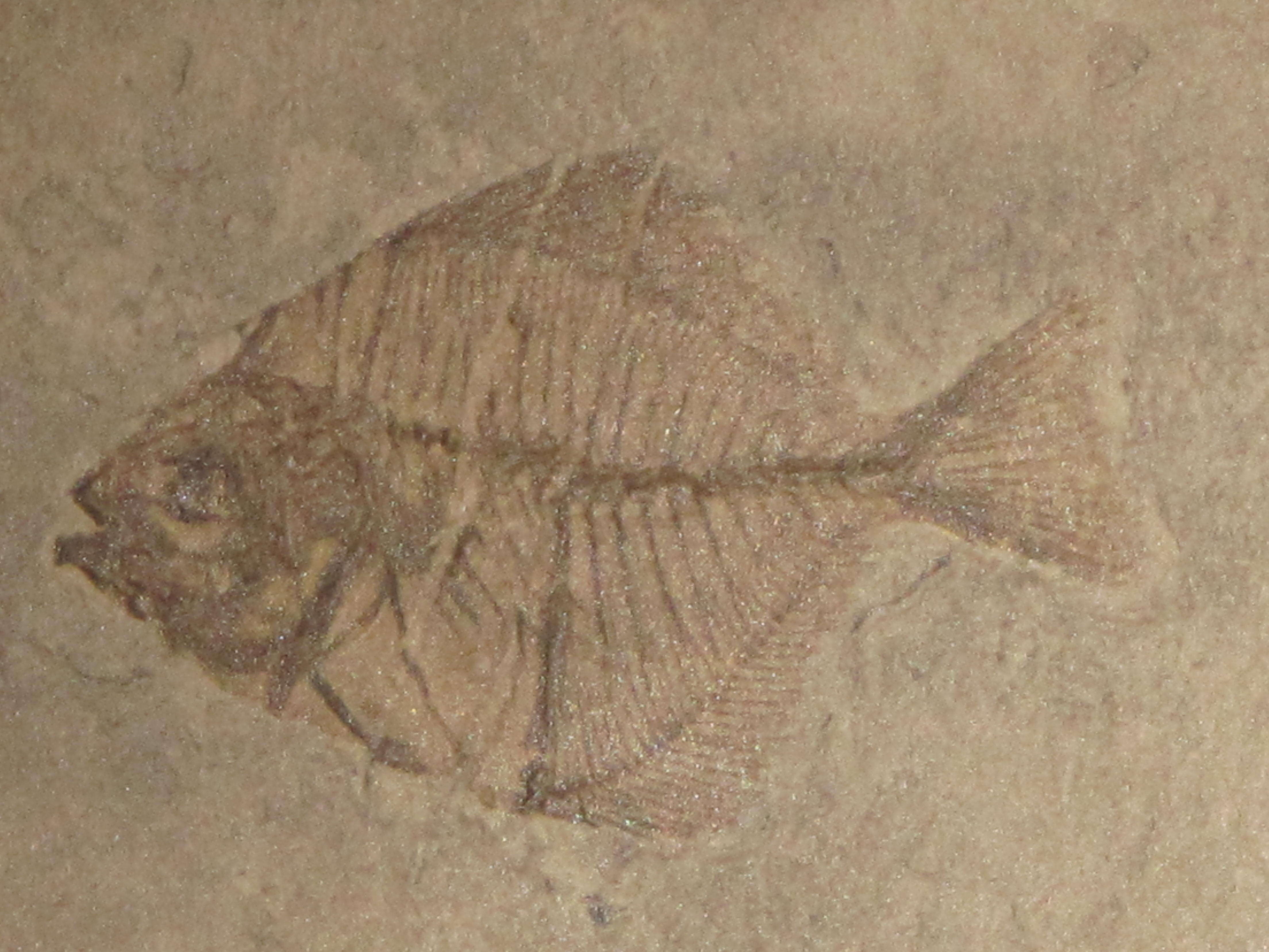 Image of Pasaichthys pleuronectiformis