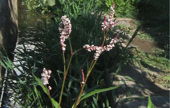 Imagem de Persicaria maculosa S. F. Gray