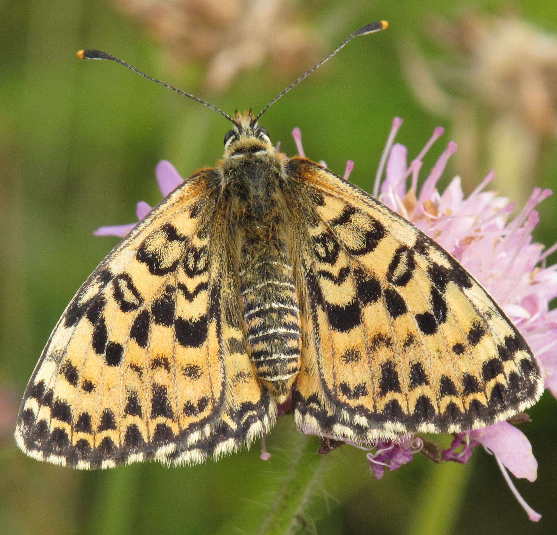 Image of Red-Band Fritillary