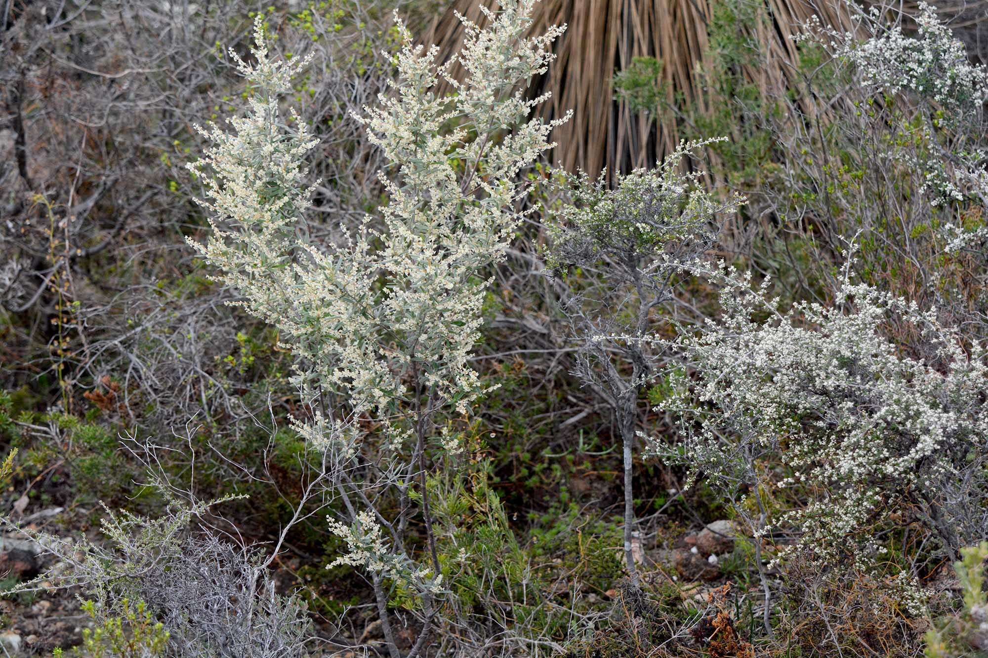 Image of Trymalium ledifolium Fenzl