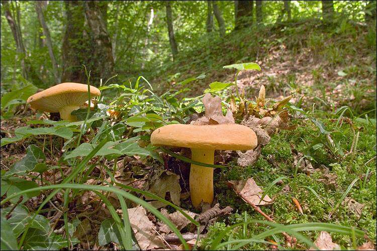 Image of Tawny Milkcap