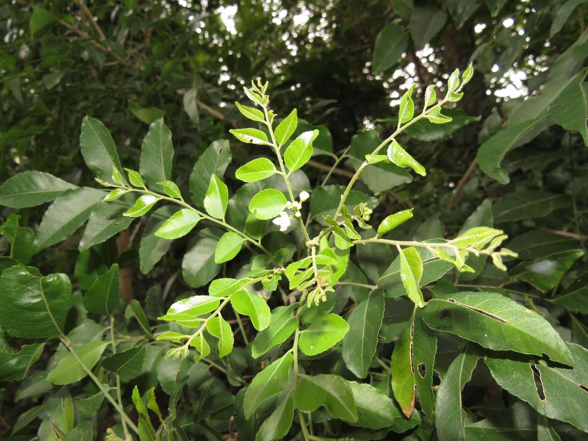 صورة Clausena anisata (Willd.) Hook. fil., De Wild. & Staner