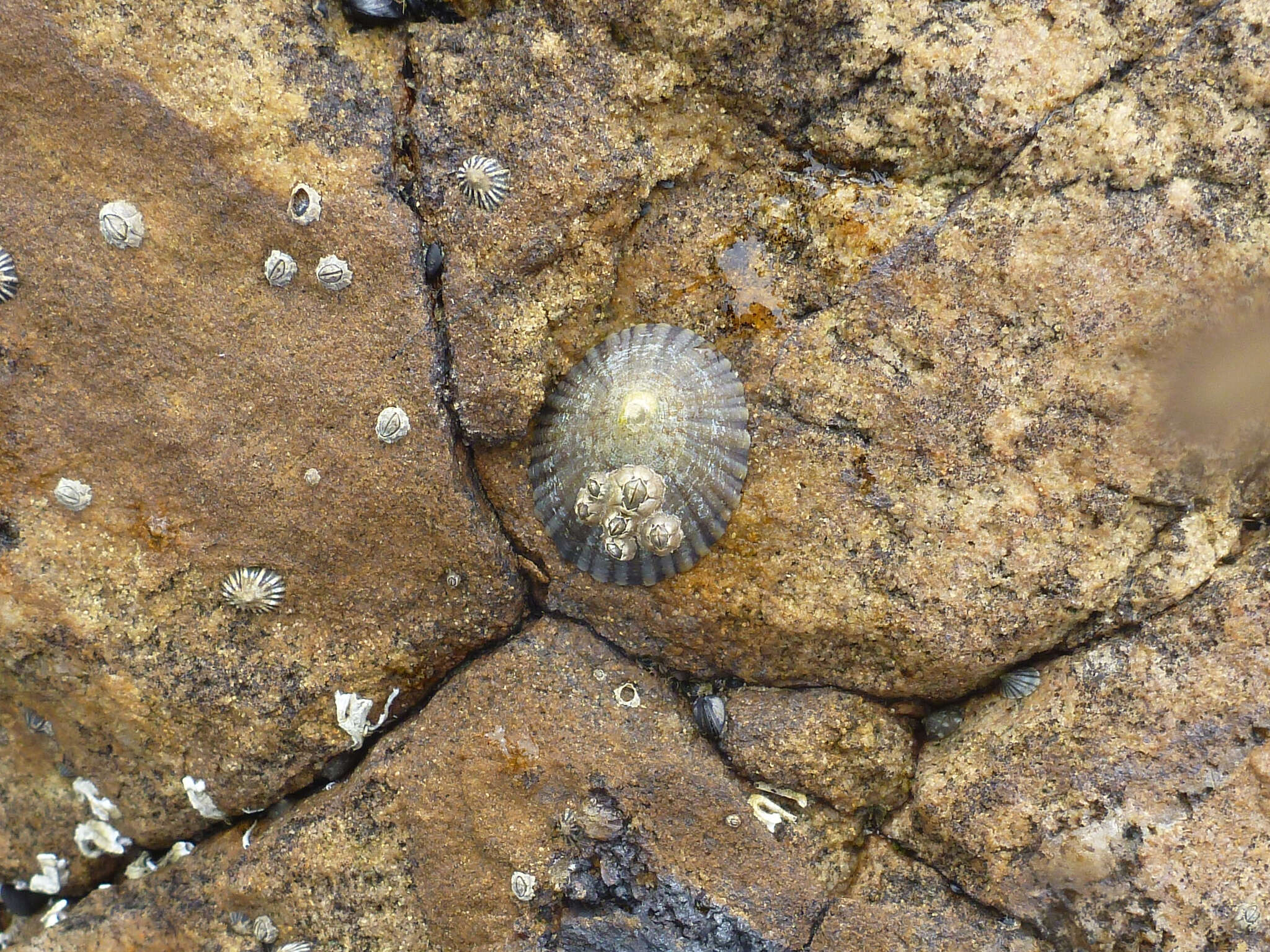 Image of Common Limpet