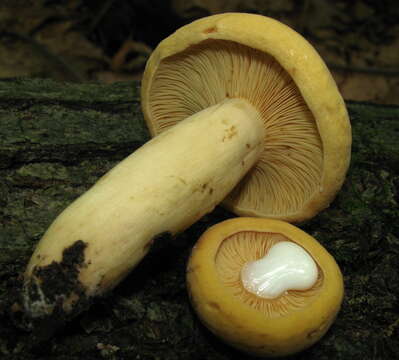 Image of Tawny Milkcap