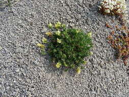 Image de Oxytropis evenorum Jurtzev & A. P. Khokhr.