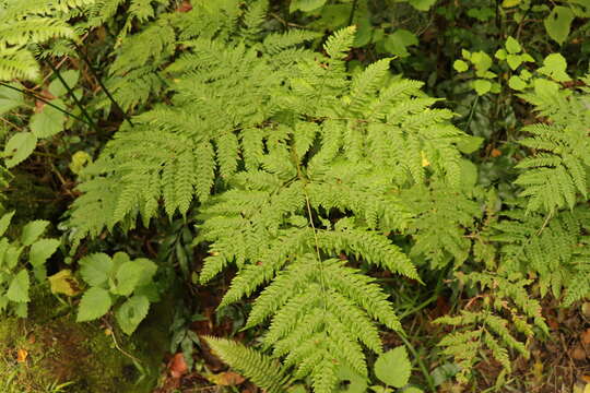 Image of Pteris buchananii Bak.