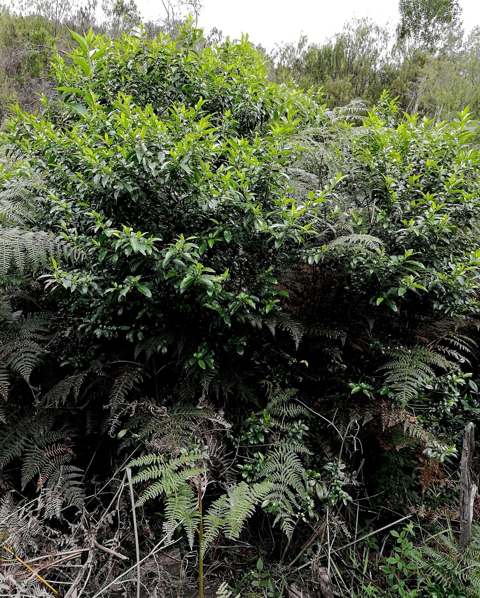 Image of schefflera