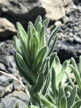 Image of leafy raillardiopsis