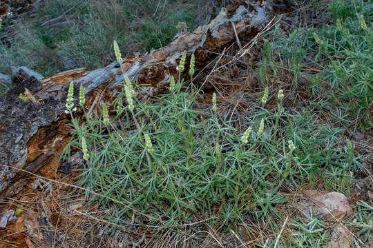 Image of sulphur lupine