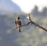 Image of Olive-Sided Flycatcher