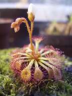 Image of Drosera kaieteurensis Brumm.-Ding.