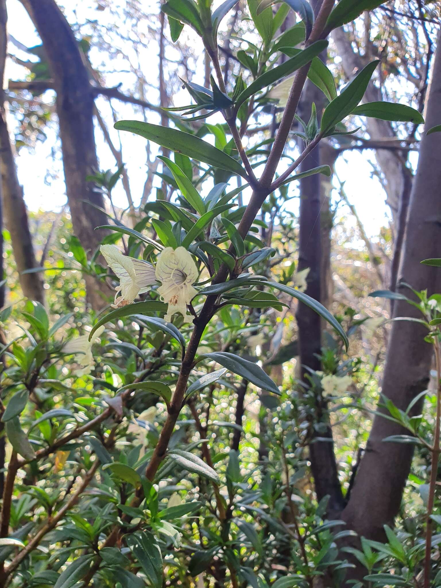 Prostanthera monticola B. J. Conn resmi