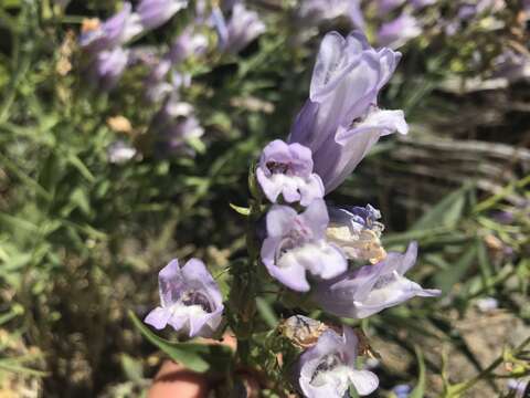 Image of Penstemon lyalli (A. Gray) A. Gray