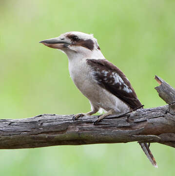 Image of Kookaburra