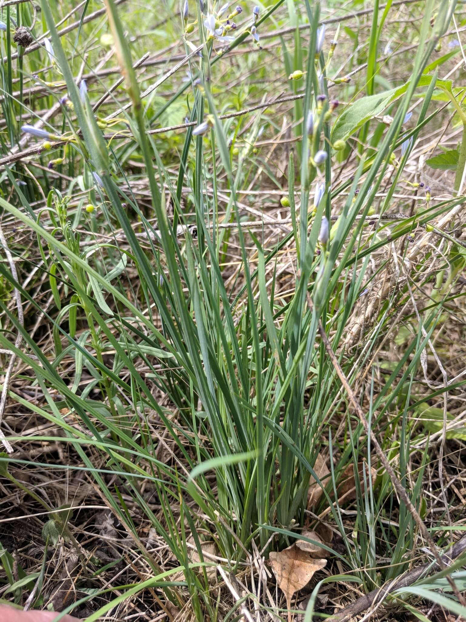 Imagem de Sisyrinchium campestre E. P. Bicknell