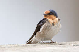 Imagem de Hirundo neoxena Gould 1842