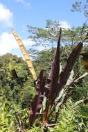 Image of Musa acuminata subsp. acuminata