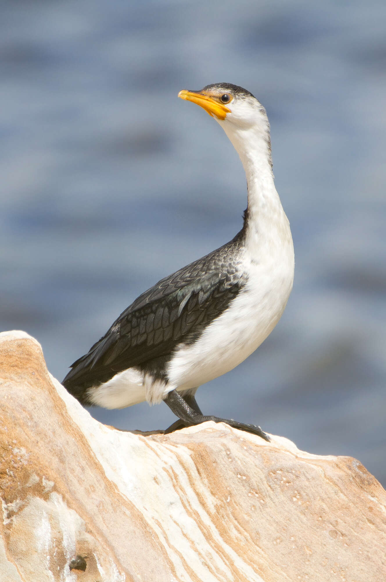 Image of Little Pied Cormorant