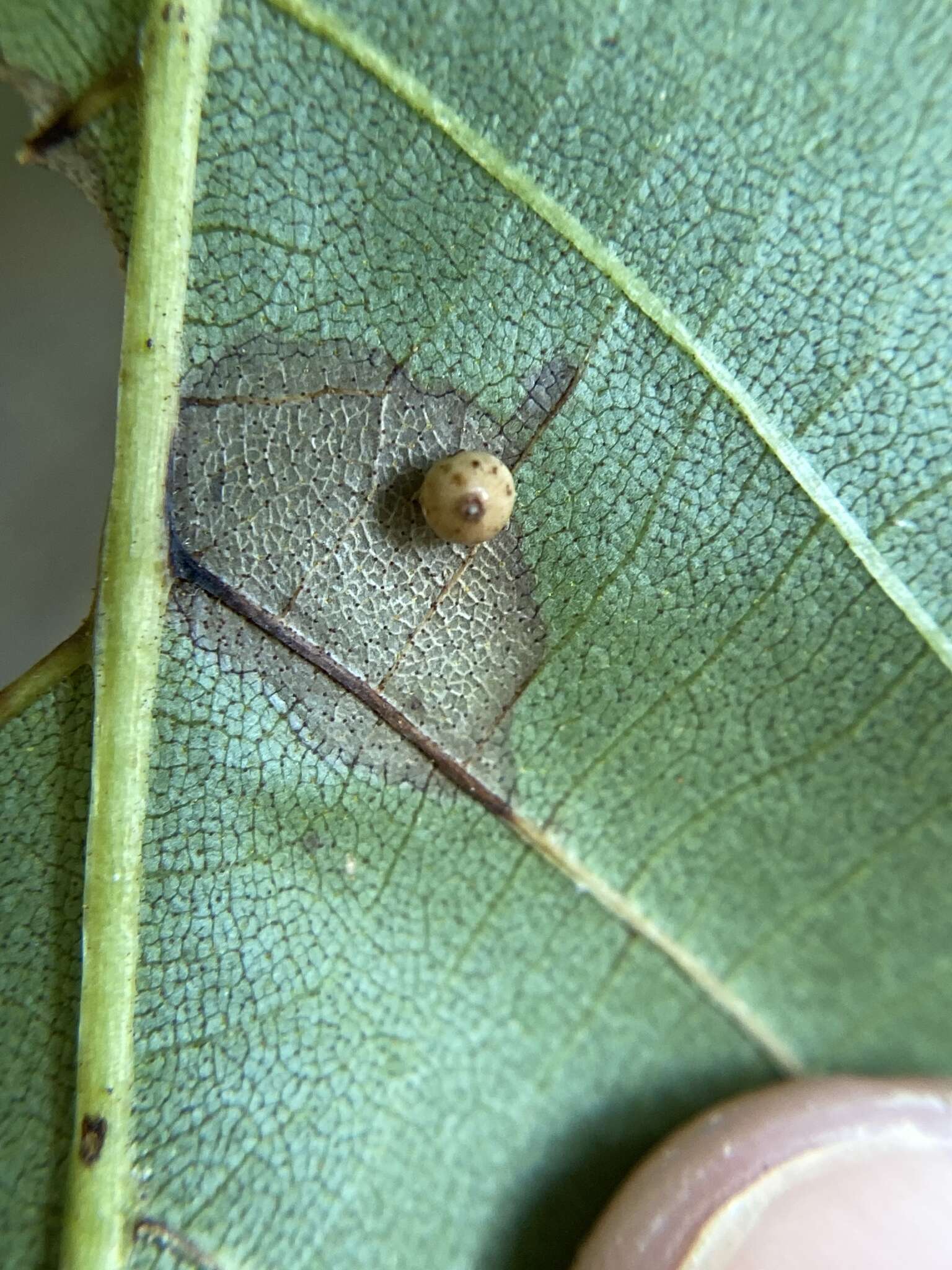 Imagem de Caryomyia leviglobus Gagne 2008