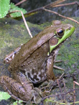 Image of Green Frog