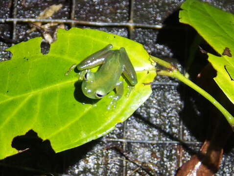 Image of Ghost Glass Frog