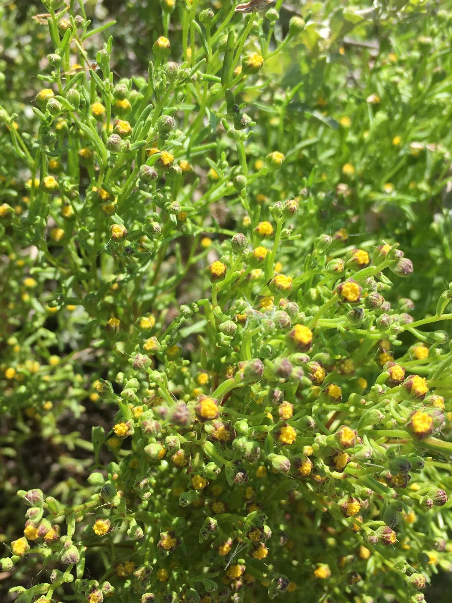 Image of amblyopappus