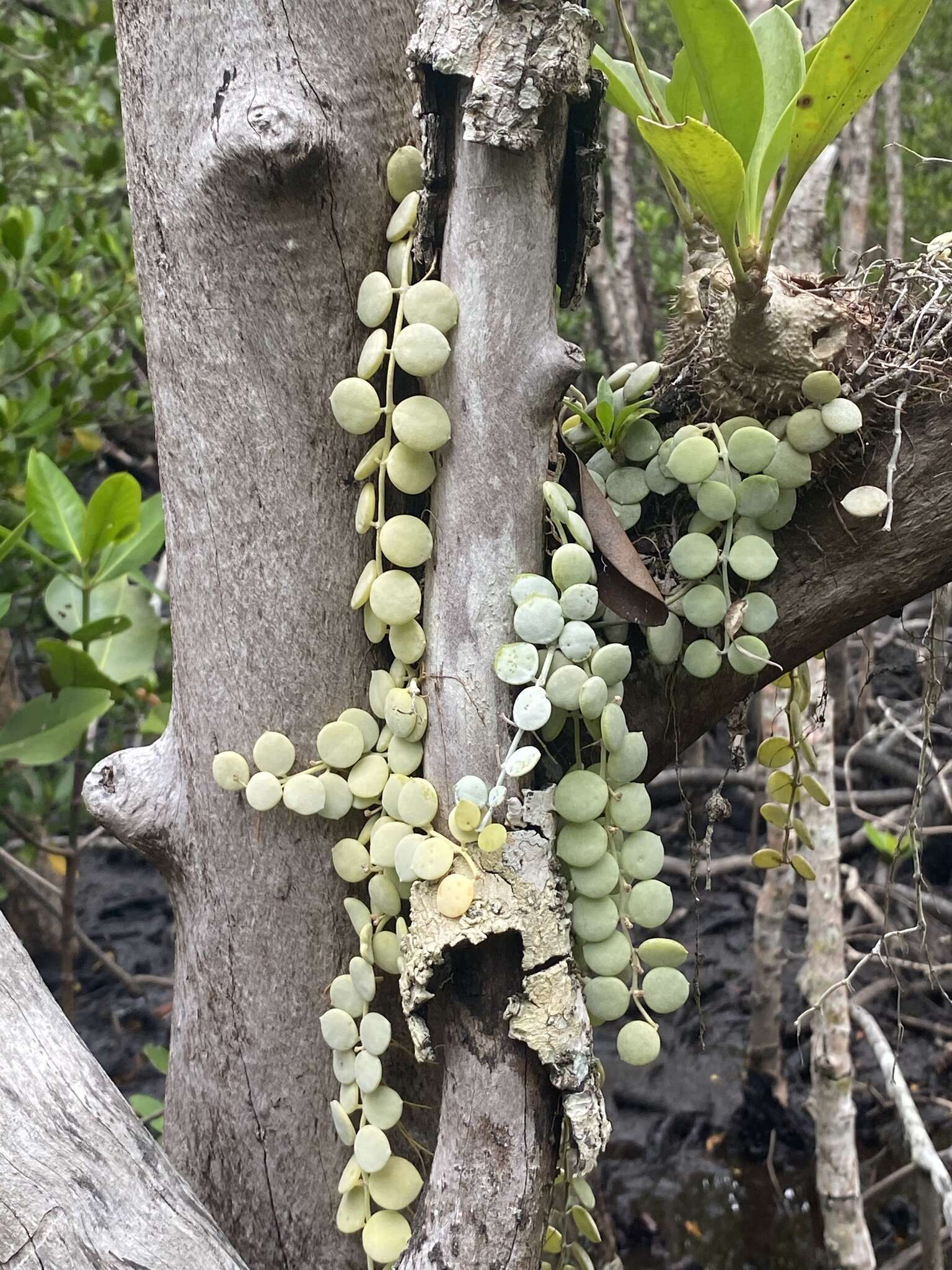 Image of Dischidia nummularia R. Br.