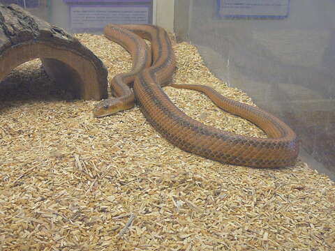 Image of black rat snake