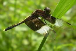 Image of Pied Paddy Skimmer