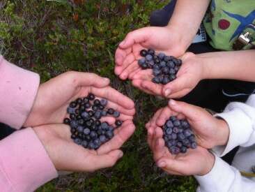 Image of Cascade Blueberry