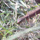 Image of White-lipped snake