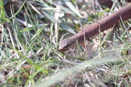 Image of White-lipped snake